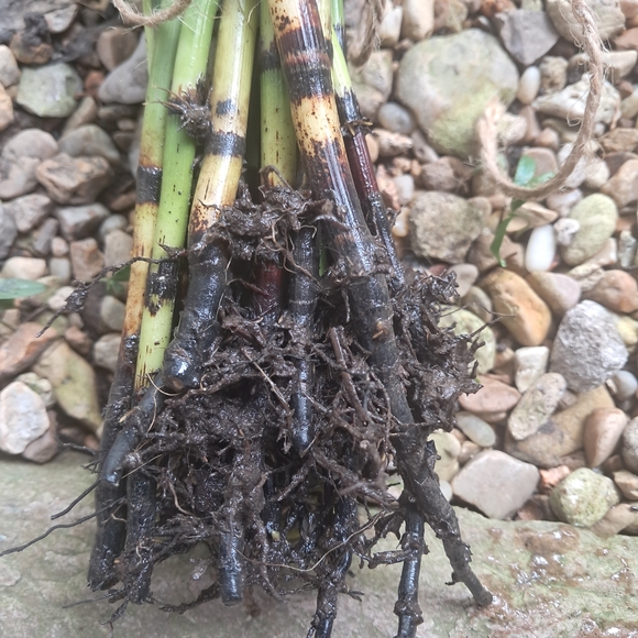Horsetail, Approximately 25 Reeds w/ Roots - Picture 5 of 8